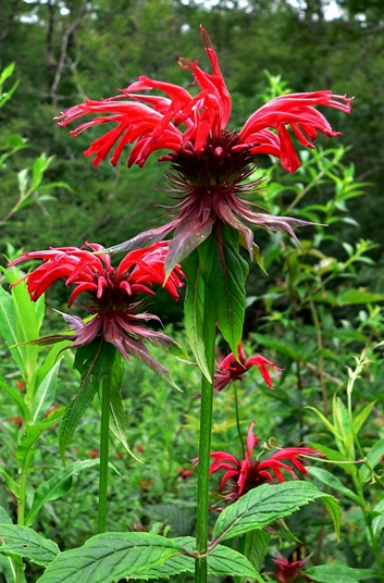 {Monarda didyma}
